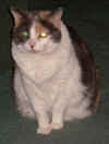Colleen the Cat