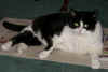 Kelly the Cat